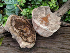 Polished One Side Dadoxylon Petrified Wood Tree Branches x 2 From Gokwe, Zimbabwe