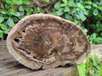 Polished One Side Dadoxylon Petrified Wood Tree Branches x 2 From Gokwe, Zimbabwe