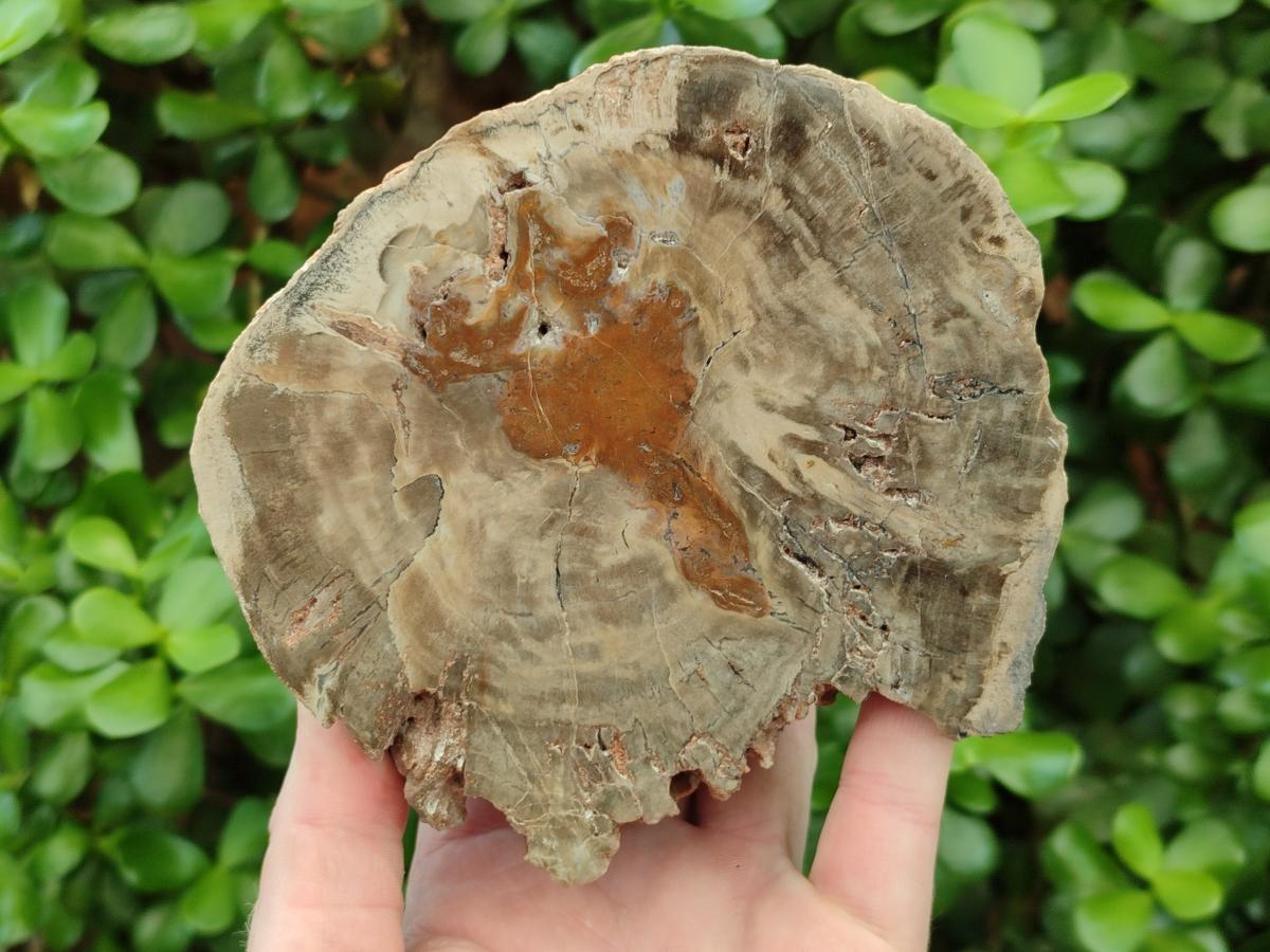Polished One Side Dadoxylon Petrified Wood Tree Branches x 2 From Gokwe, Zimbabwe
