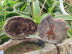 Polished One Side Dadoxylon Petrified Wood Tree Branches x 2 From Gokwe, Zimbabwe