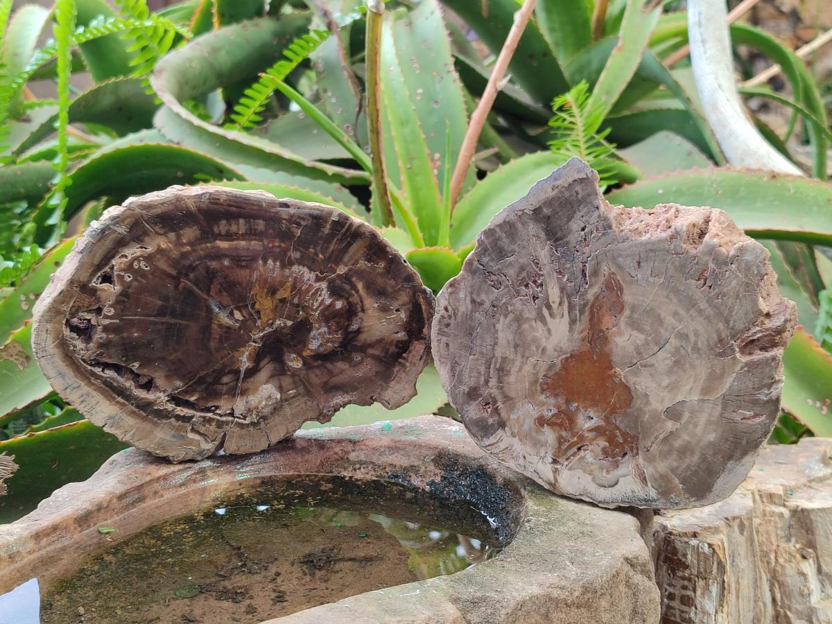 Polished One Side Dadoxylon Petrified Wood Tree Branches x 2 From Gokwe, Zimbabwe