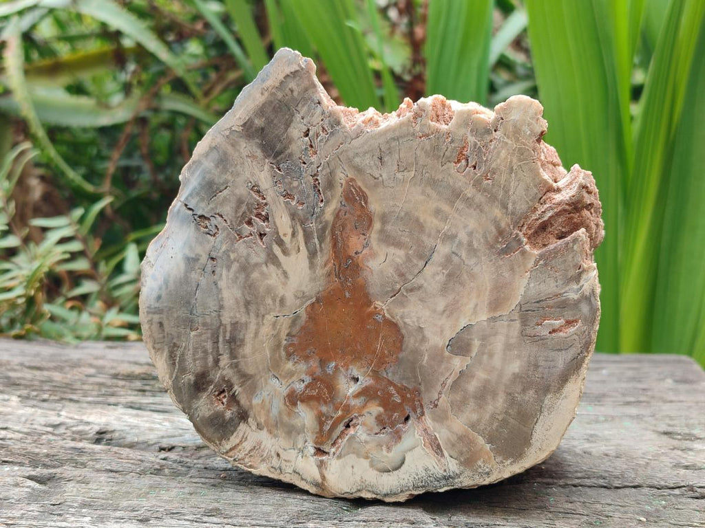 Polished One Side Dadoxylon Petrified Wood Tree Branches x 2 From Gokwe, Zimbabwe