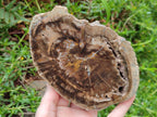 Polished One Side Dadoxylon Petrified Wood Tree Branches x 2 From Gokwe, Zimbabwe