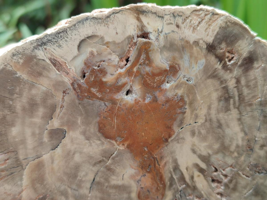 Polished One Side Dadoxylon Petrified Wood Tree Branches x 2 From Gokwe, Zimbabwe