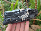 Natural Schorl Black Tourmaline Crystal Cluster Specimens with Feldspar x 2 From Erongo, Namibia