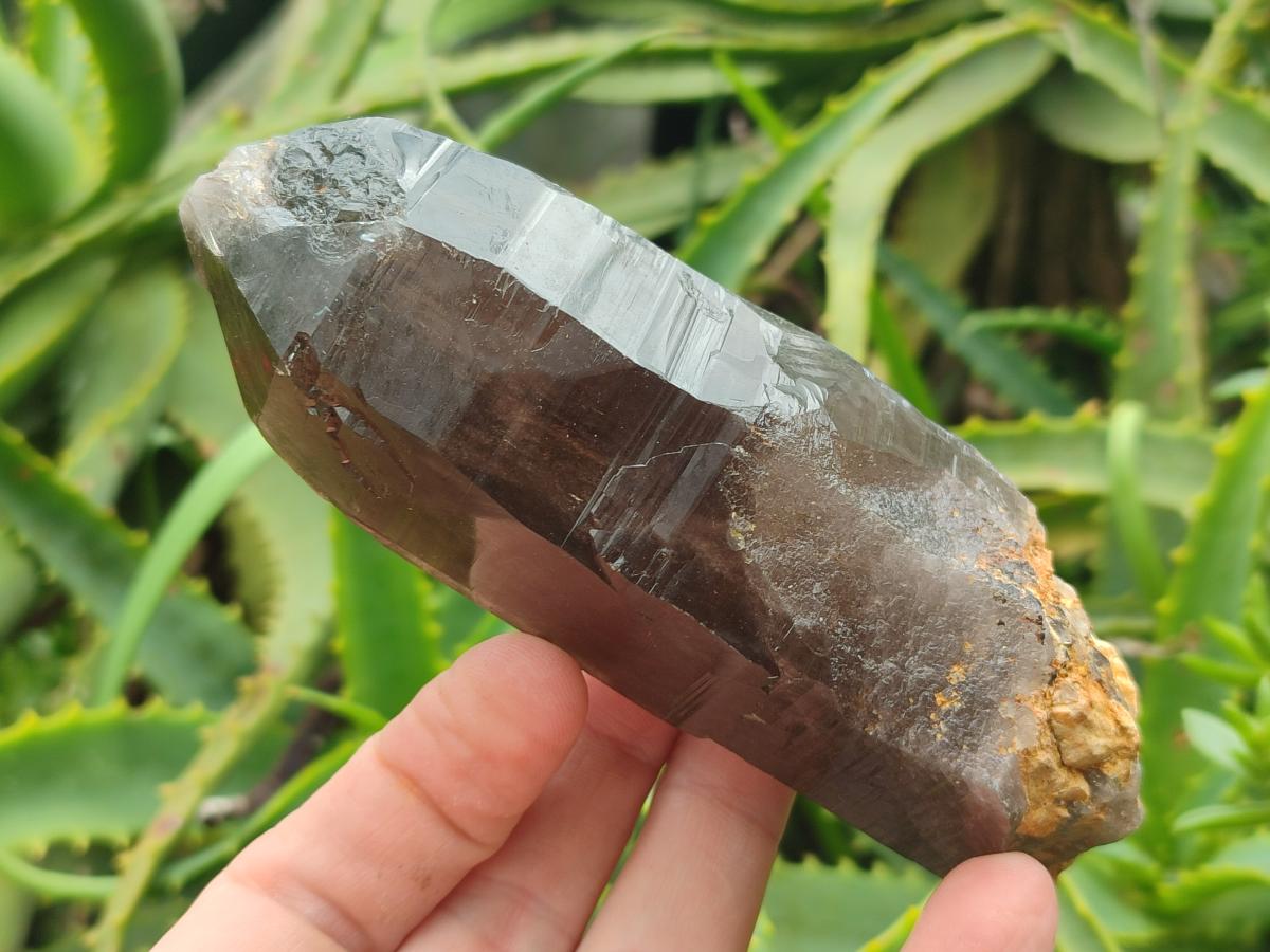 Natural Smokey Quartz Crystals x 6 From Zomba Plateau, Malawi