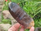 Natural Smokey Quartz Crystals x 6 From Zomba Plateau, Malawi