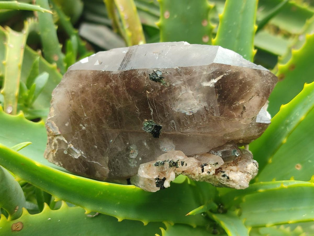 Natural Smokey Quartz Crystals x 6 From Zomba Plateau, Malawi