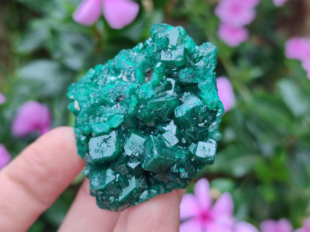 Natural Dioptase Specimens on Dolomite Matrix x 12 From Tantara Mine, Congo