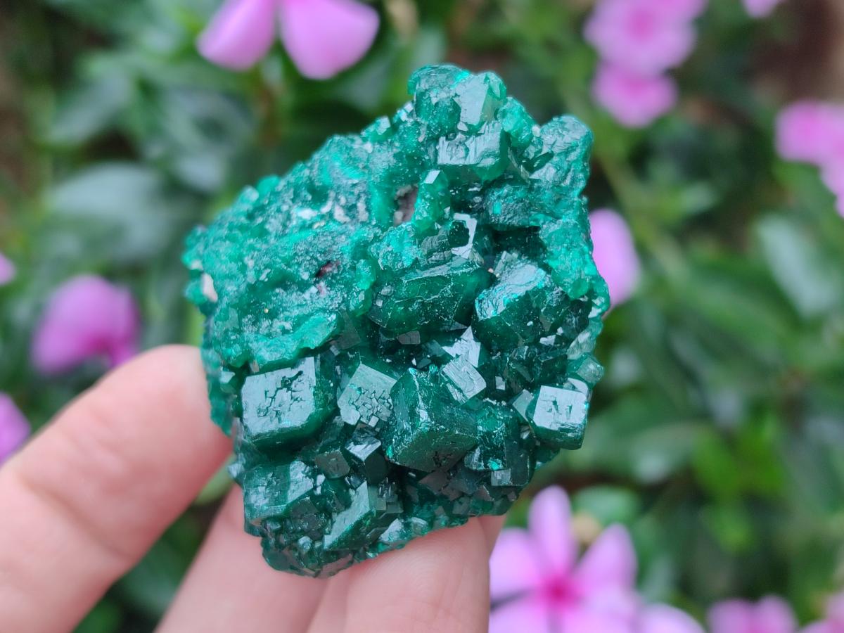 Natural Dioptase Specimens on Dolomite Matrix x 12 From Tantara Mine, Congo