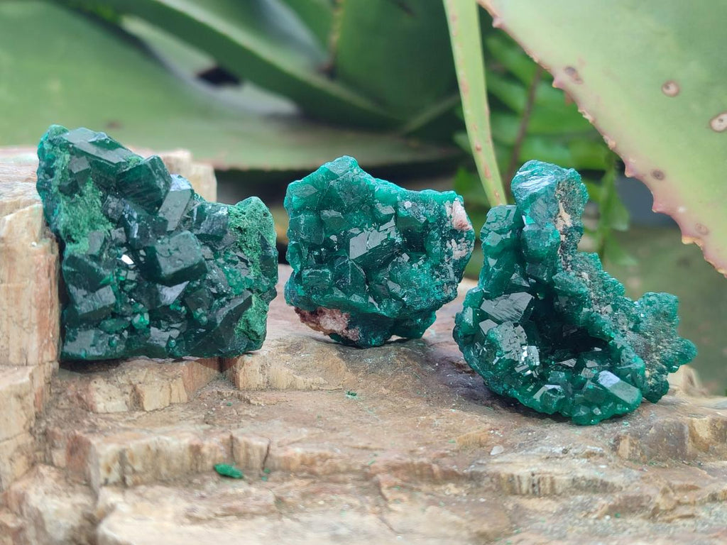 Natural Dioptase Specimens on Dolomite Matrix x 12 From Tantara Mine, Congo