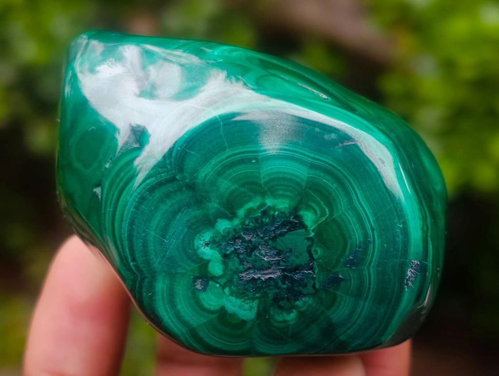 Polished and Natural Flower Banded Malachite Free Forms x 6 From Congo