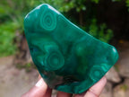 Polished and Natural Flower Banded Malachite Free Forms x 6 From Congo