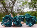 Natural Cabinet Size Dioptase Specimens on Dolomite Matrix x 3 From Tantara Mine, Congo