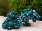 Natural Cabinet Size Dioptase Specimens on Dolomite Matrix x 3 From Tantara Mine, Congo