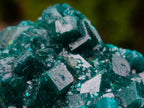 Natural Cabinet Size Dioptase Specimens on Dolomite Matrix x 3 From Tantara Mine, Congo