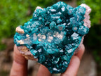 Natural Cabinet Size Dioptase Specimens on Dolomite Matrix x 3 From Tantara Mine, Congo