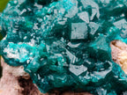 Natural Cabinet Size Dioptase Specimens on Dolomite Matrix x 3 From Tantara Mine, Congo