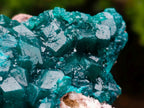 Natural Cabinet Size Dioptase Specimens on Dolomite Matrix x 3 From Tantara Mine, Congo