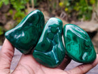 Polished and Natural Flower Banded Malachite Free Forms x 12 From Congo