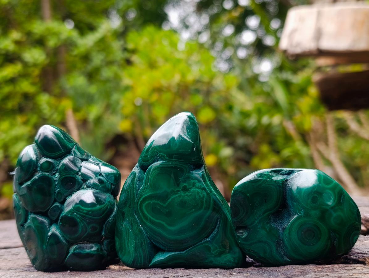 Polished and Natural Flower Banded Malachite Free Forms x 12 From Congo
