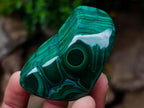 Polished and Natural Flower Banded Malachite Free Forms x 12 From Congo
