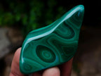 Polished and Natural Flower Banded Malachite Free Forms x 12 From Congo
