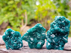 Natural Dioptase Specimens on Dolomite Matrix x 12 From Tantara Mine, Congo