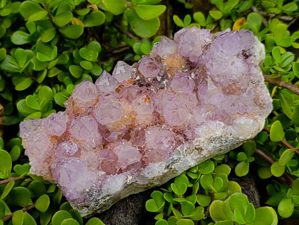 Natural Large Spirit Ametrine Cluster x 1 From Boekenhouthoek, South Africa