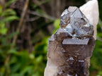Natural Neuschwaben Farm Smokey Quartz Specimens x 3 From Neuschwaben, Namibia