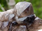 Natural Neuschwaben Farm Smokey Quartz Specimens x 3 From Neuschwaben, Namibia