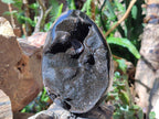 Polished and Natural Large Septerye Sauvage "Dragons Egg" Geode x 1 From Mahajanga, Madagascar