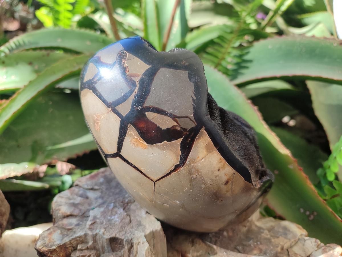Polished and Natural Large Septerye Sauvage "Dragons Egg" Geode x 1 From Mahajanga, Madagascar