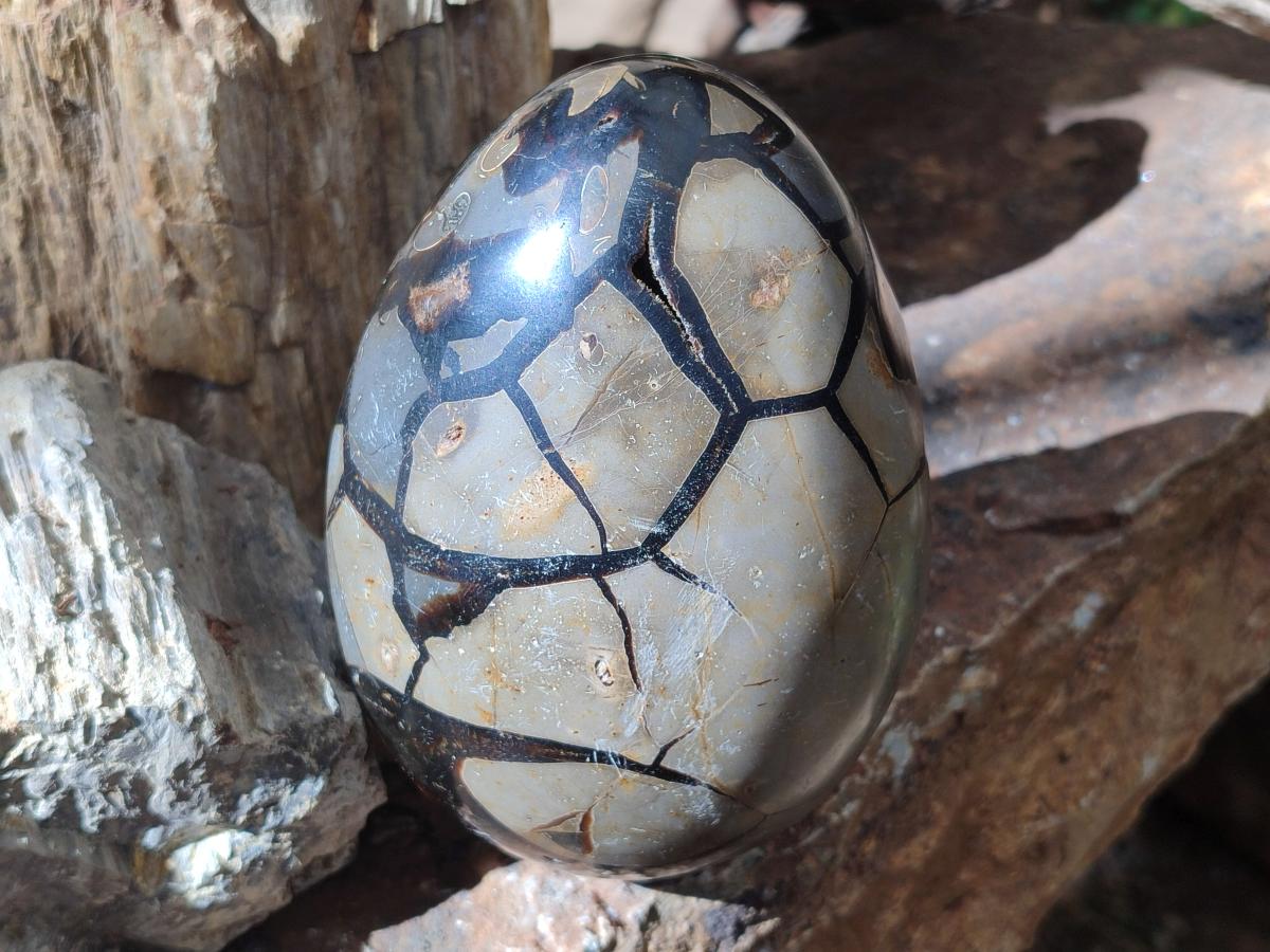 Polished and Natural Large Septerye Sauvage "Dragons Egg" Geode x 1 From Mahajanga, Madagascar