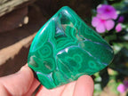 Polished and Natural Flower Banded Malachite Free Forms x 12 From Congo