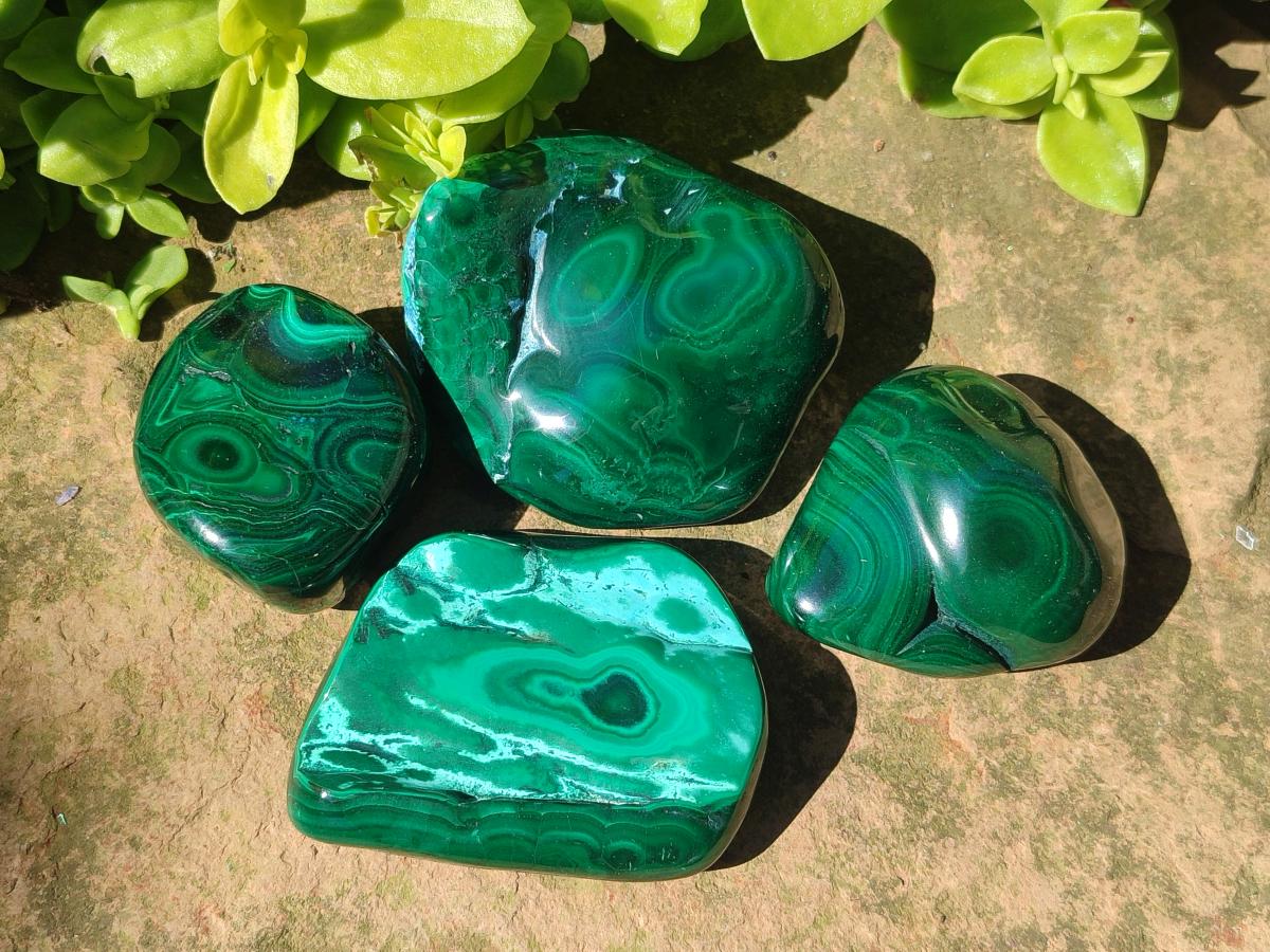 Polished and Natural Flower Banded Malachite Free Forms x 12 From Congo