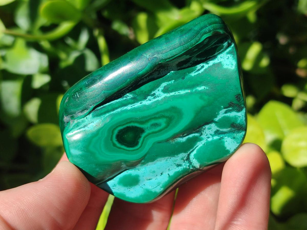 Polished and Natural Flower Banded Malachite Free Forms x 12 From Congo