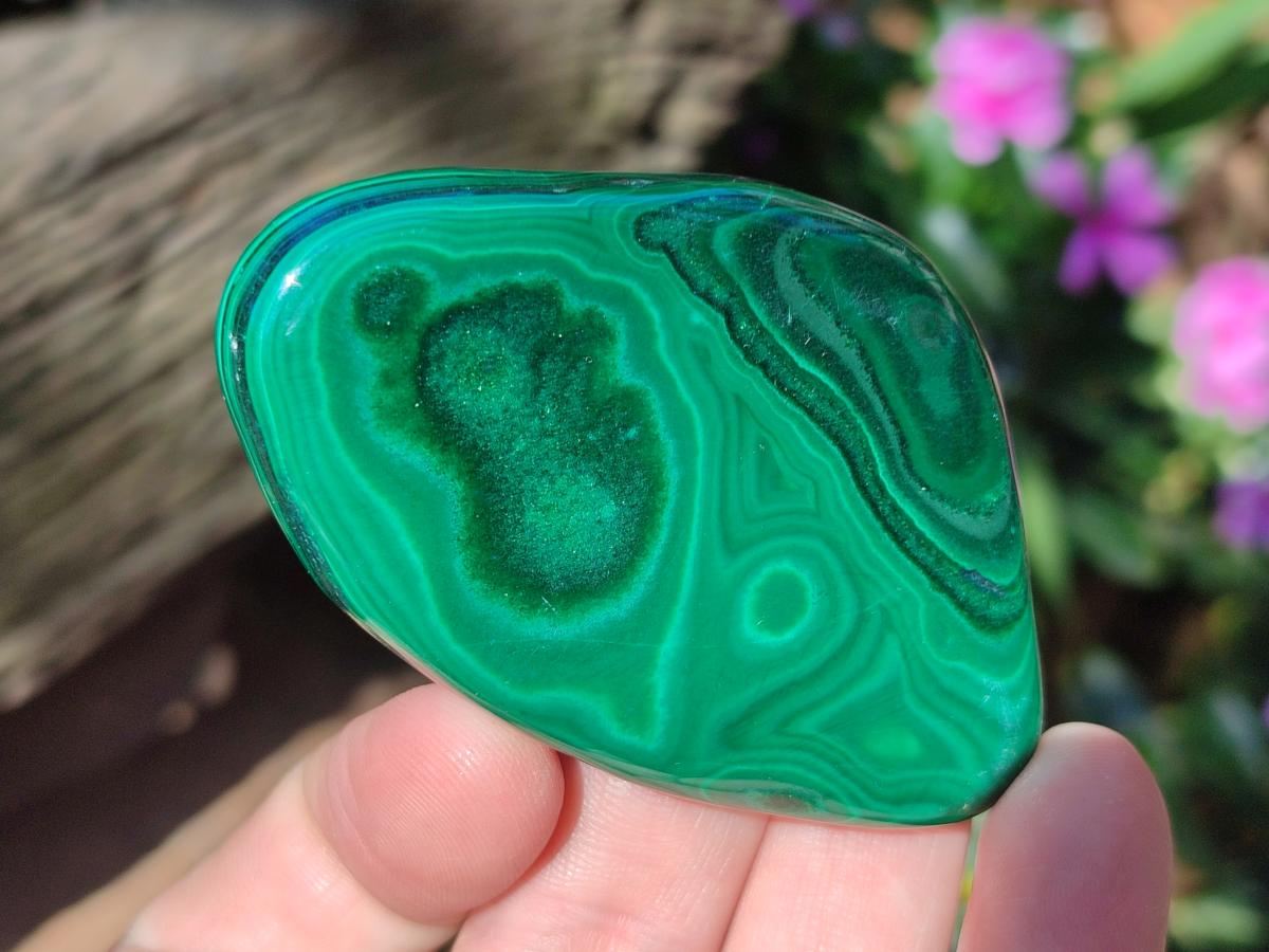 Polished and Natural Flower Banded Malachite Free Forms x 12 From Congo