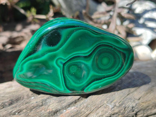 Polished and Natural Flower Banded Malachite Free Forms x 12 From Congo