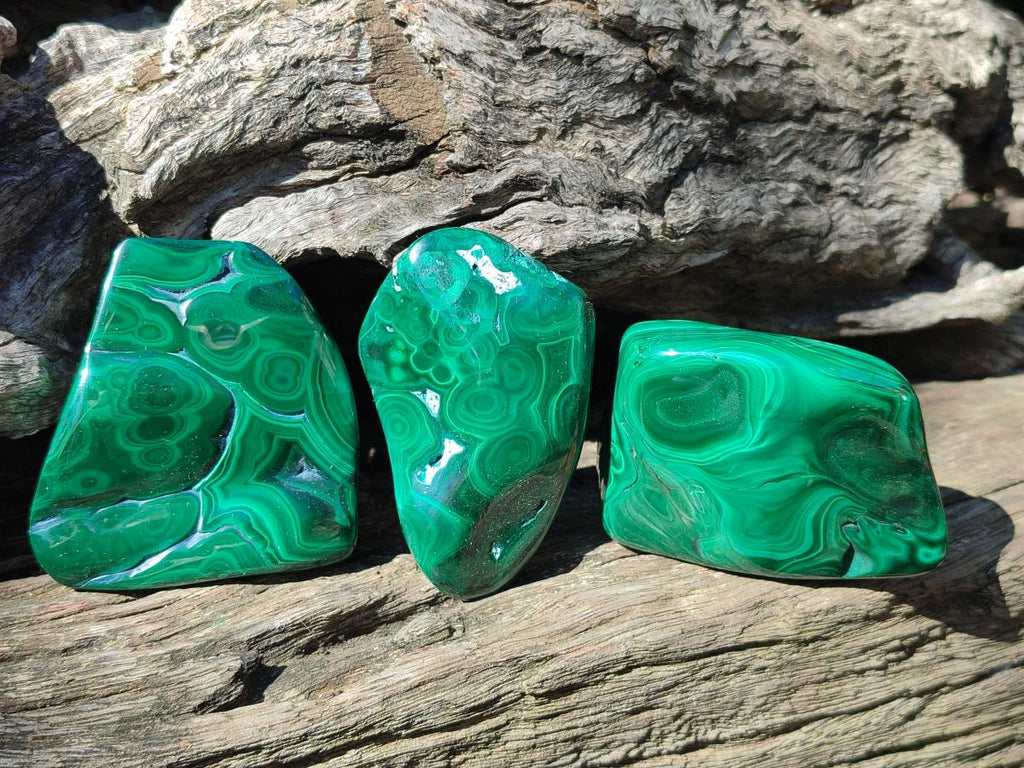 Polished and Natural Flower Banded Malachite Free Forms x 12 From Congo