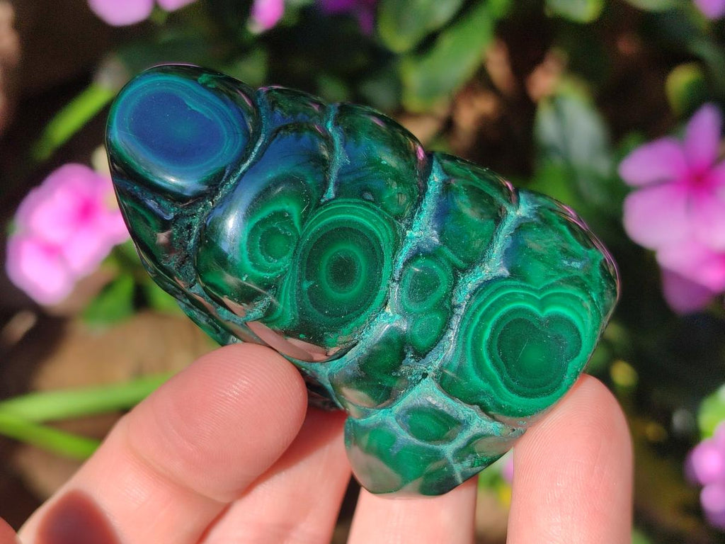 Polished and Natural Flower Banded Malachite Free Forms x 12 From Congo