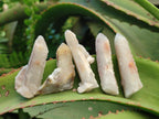 Natural Drusy Fairy Spirit Quartz Crystals x 70 From Boekenhouthoek, South Africa