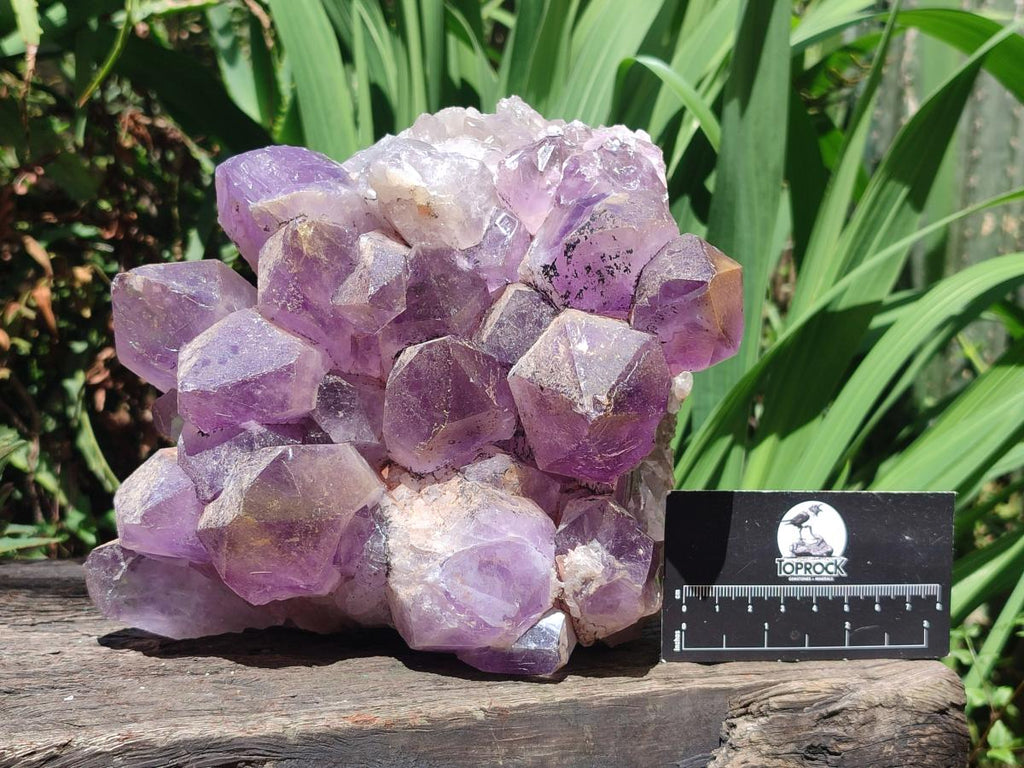 Natural Large Jacaranda Amethyst Crystal Cluster x 1 From Mumbwa, Zambia - Toprock Gemstones and Minerals 