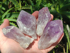 Natural Jacaranda Amethyst Single Crystals x 12 From Mumbwa, Zambia - Toprock Gemstones and Minerals 