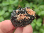 Natural Rough Black Tourmaline Crystals x 72 From Zambia - Toprock Gemstones and Minerals 
