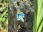 Polished Labradorite Display Crystals x 3 From Madagascar - Toprock Gemstones and Minerals 
