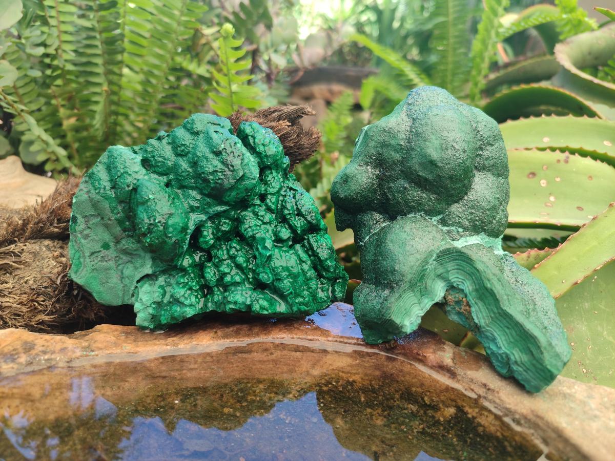 Natural Botryoidal Malachite Specimens x 2 From Congo - Toprock Gemstones and Minerals 