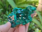 Natural Dioptase Specimens on Dolomite Matrix x 6 From Tantara Mine, Congo - Toprock Gemstones and Minerals 