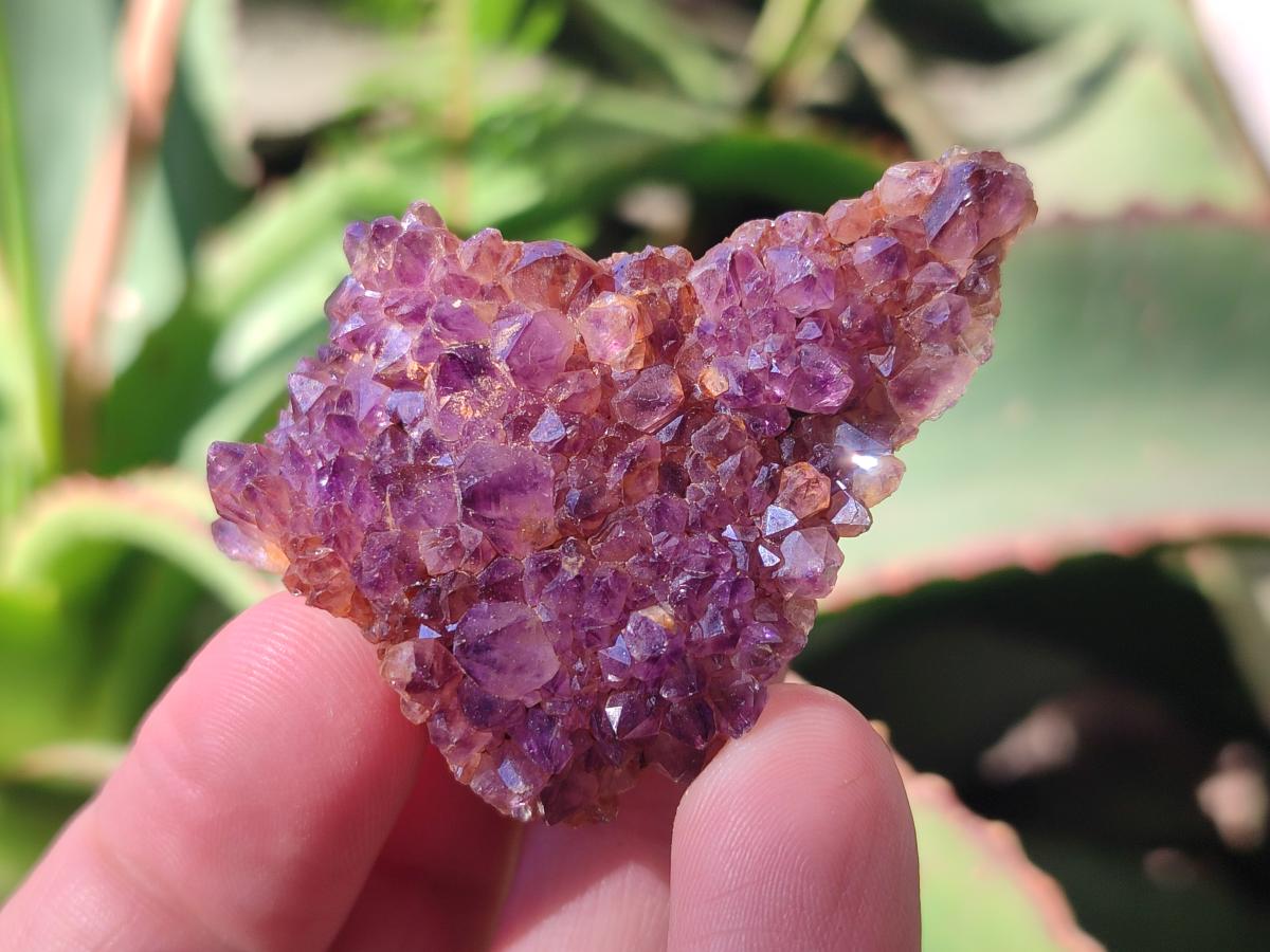 Natural Dark Purple Amethyst Clusters x 33 From Boekenhouthoek, South Africa - Toprock Gemstones and Minerals 