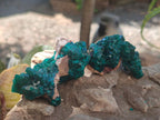 Natural Dioptase Specimens on Dolomite Matrix x 12 From Tantara Mine, Congo - Toprock Gemstones and Minerals 
